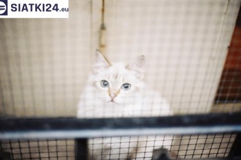 Siatki Barlinek - Zabezpieczenie balkonu siatką - Kocia siatka - bezpieczny kot dla terenów Barlinka
